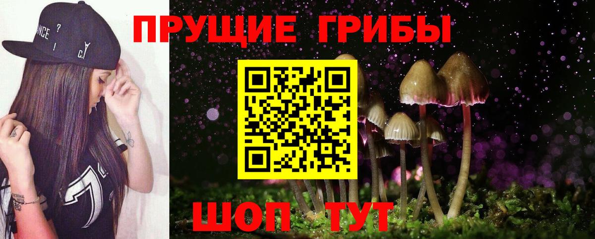 Зеленогорск  Псилоцибиновые грибы прущие грибы  Псилоцибиновые грибы Cubensis  где найти наркотики  Вход с VPN 